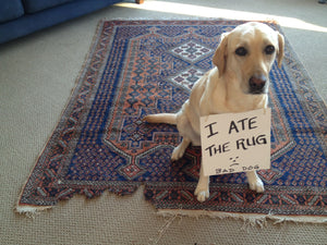 Rug vs. Fido